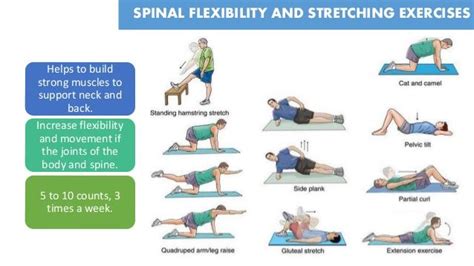 Back pain exercises, Lower back exercises, Lower back pain exercises