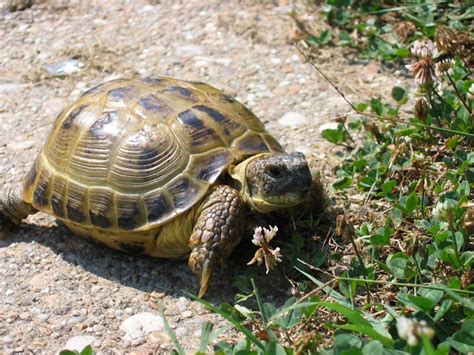 Russian Tortoise Facts and Pictures