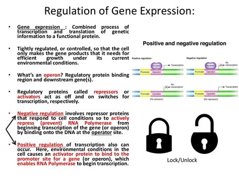 Lecture 7 microbial genetics