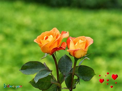 Orange Rose Wallpapers - Wallpaper Cave