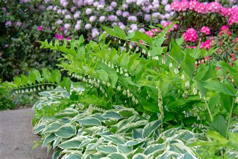 Companion Plants for your Hostas