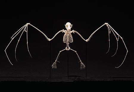 Fruit Bat Skeleton | Animal skeletons, Animal skulls, Bat skeleton