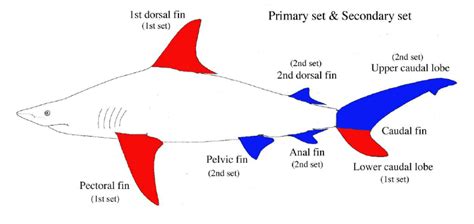 Commercial shark fin categories: primary and secondary sets. | Download ...