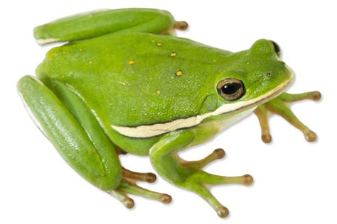 Green Tree Frog (Hyla Cinerea) | tunersread.com