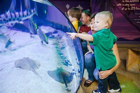 American Dream: SEA LIFE® Aquarium Entry Ticket | GetYourGuide