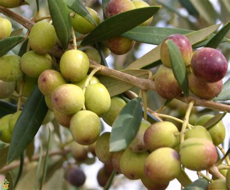 Olive Tree (Arbequina) | Restoring Eden