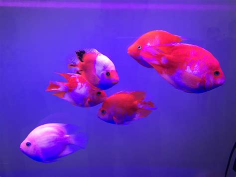 Keeping Purple Parrot Cichlids: Care, Breeding, And More