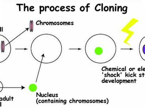 Human Cloning, Part 2 - The Process of Animal Cloning | Science Features