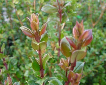 Luma apiculata | Evergreen shrubs, Garden plants, Small trees