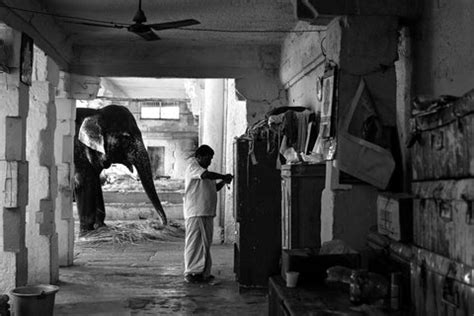 Asha Thadani | Home of a Mahout – Art Of India