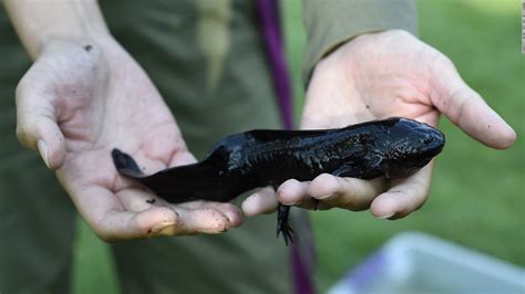 The Mexican salamander, a genetic marvel, on brink of extinction - CNN Video