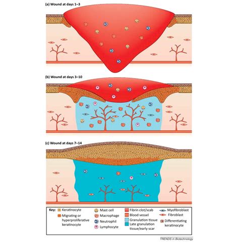 Skin regeneration scaffolds: a multimodal bottom-up approach: Trends in Biotechnology