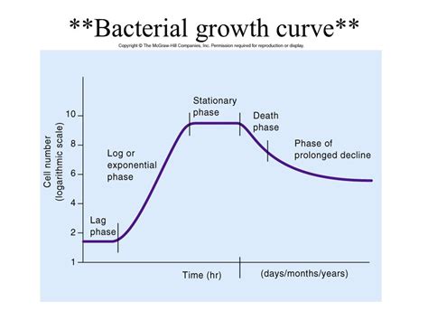 Bacterial growth curve antibiotics