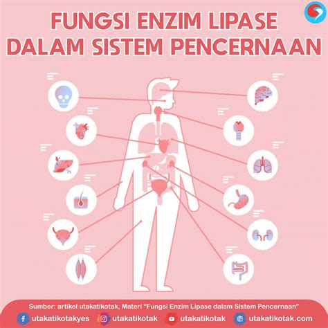 Fungsi Enzim Lipase dalam Sistem Pencernaan