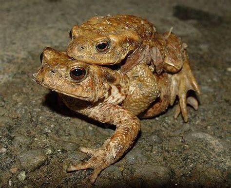 Common Toad, Bufo bufo, identification guide