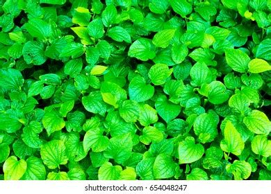 Leaf Piper Sarmentosum Leaves Green Background Stock Photo 654048247 | Shutterstock