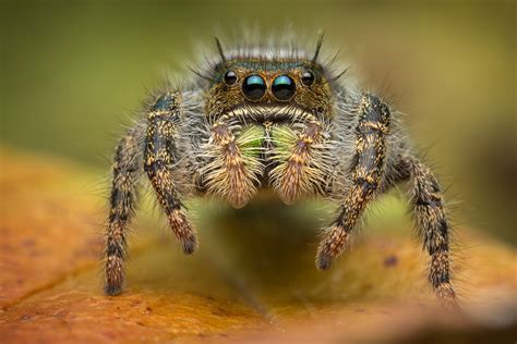 Phidippus audax (sub-adult female) | Massachusetts | Patrick Zephyr ...