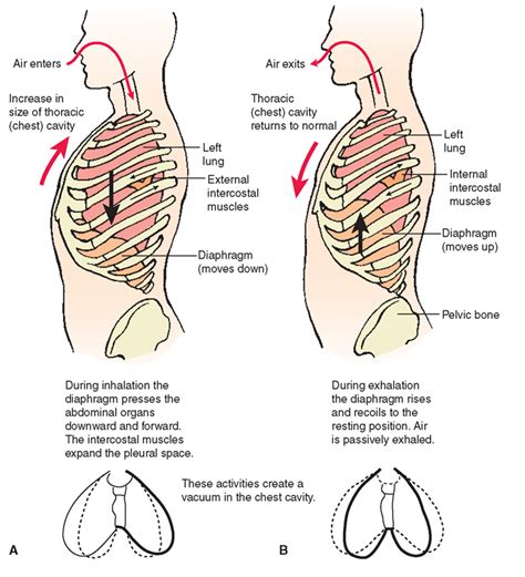 Pulmonary ventilation. (A) Inhalation (inspiration). (B) Exhalation (expiration). | Respiratory ...