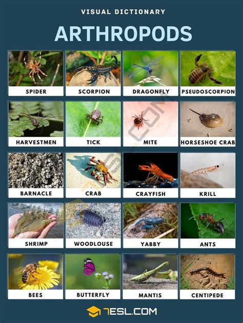 List of Arthropods | Arthropods Names with Pictures • 7ESL | Arthropods, Animal infographic ...