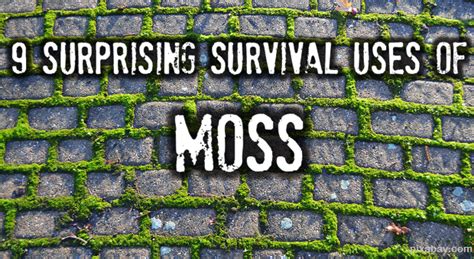 9 Surprising Survival Uses Of Moss | Survivopedia