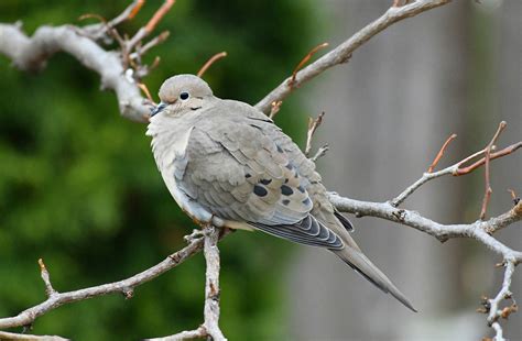 Southern Ontario's Waiting Game - Bird Canada