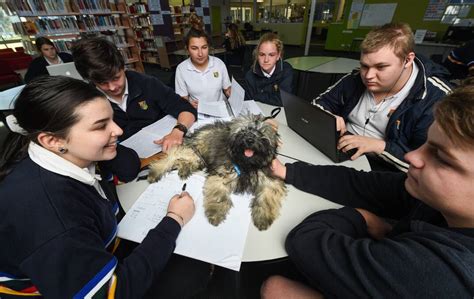 Wangaratta High School VCAL students are fundraising to buy and train a therapy dog for their ...