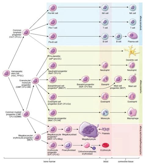 Hematopoiesis. The mystery of blood Cell and vascular Formation