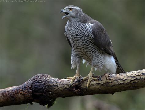 Eurasian Goshawk by Mike Warburton - BirdGuides