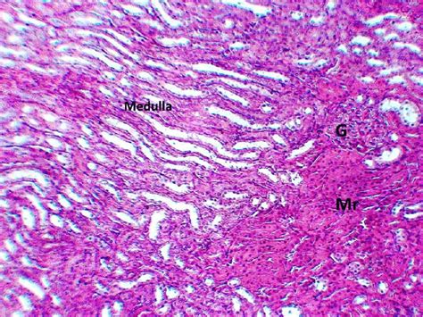 Kidney Cortex Histology