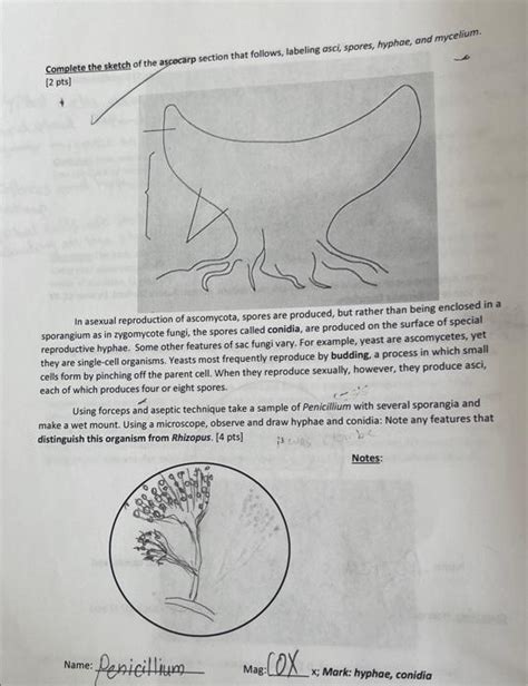 Solved [2pts)∘ In asexual reproduction of ascomycota, spores | Chegg.com