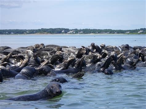 Animals - Cape Cod National Seashore (U.S. National Park Service)