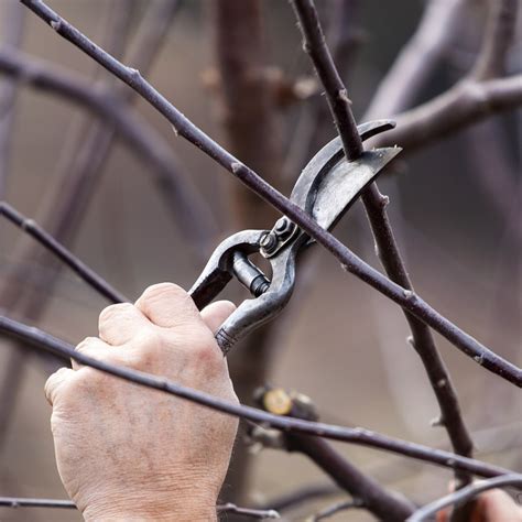 Scissors Gardening: A Comprehensive Guide - Gardening Maven