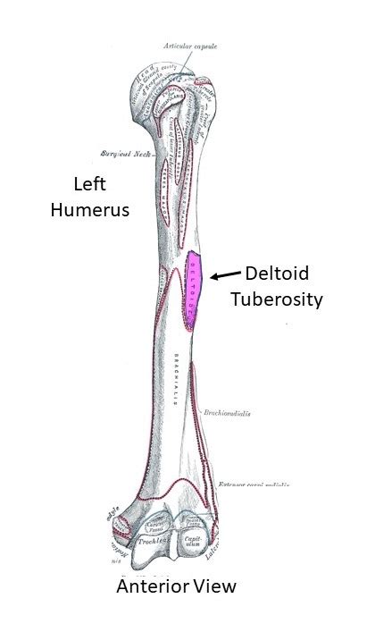 What is the name of a roughened area on the lateral humerus that is the ...