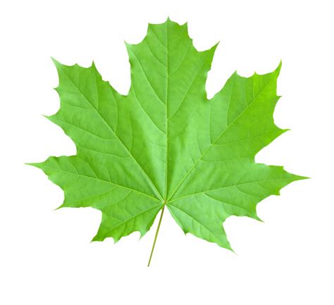 Maple Leaf Png Transparent Image Real Canadian Maple - Clip Art Library