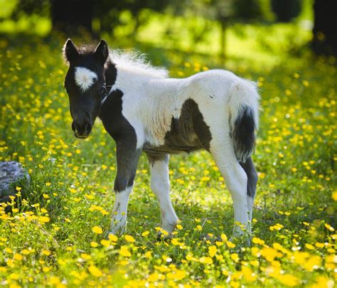 Baby Horse Wallpapers - Top Free Baby Horse Backgrounds - WallpaperAccess