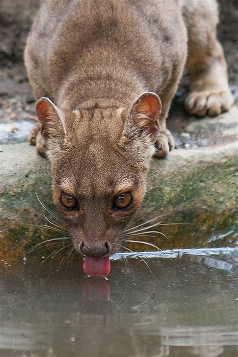 Fossa by Johannes Wapelhorst / 500px | Animals, Animal pictures, Animals wild