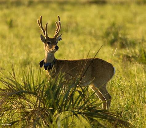 pampas buck | American animals, Animals, South american