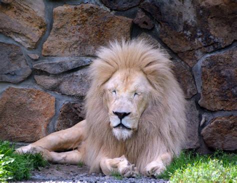 The timbavati white lion stock photo. Image of feline - 123548932