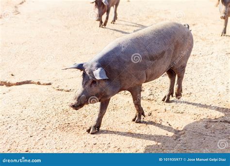 Iberian pigs stock image. Image of landscape, piglet - 101935977