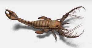 Megalograptus | Paleo Media Wiki | Fandom