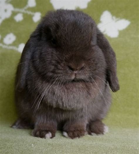 mini lop doe's - Katelins Bunnies Hobby Breeder Of Mini Lops And ...