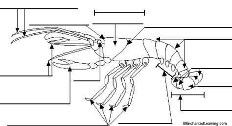 Label Crayfish External Diagram Printout - EnchantedLearning.com