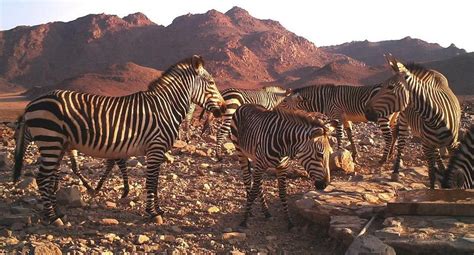 Morris Gosling - Area-Wide Conservation of Mountain Zebra in Namibia ...