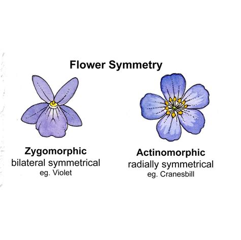 Flower Shapes: Terminology - Lizzie Harper