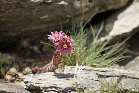 Saxifrage Flowers Rock - Free photo on Pixabay - Pixabay