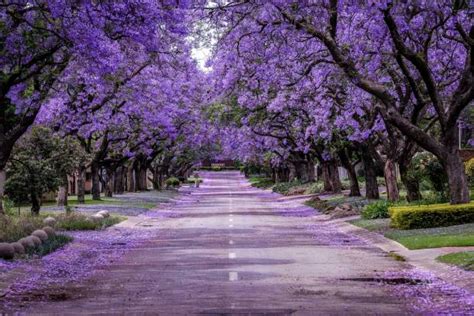 Jacaranda Mimosifolia Flowers