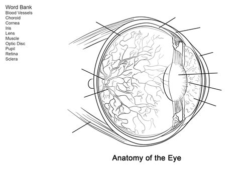 Human Eye Anatomy Worksheet Coloring Pages - Coloring Cool