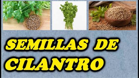 Como Obtener Semillas de Cilantro o Culantro // Todo Huerta y Jardín ...