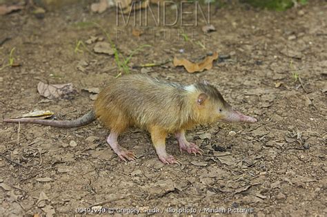 Hispaniolan Solenodon stock photo - Minden Pictures