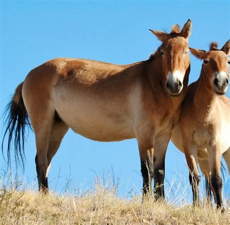 Wild Takhi Research & Conservation | Volunteer in Mongolia 2025